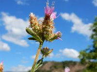 Centaurea virgata ssp squarossa 2, Saxifraga-Ed Stikvoort