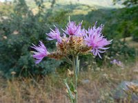 Centaurea virgata ssp squarossa 3, Saxifraga-Ed Stikvoort