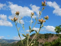 Centaurea virgata ssp squarossa 4, Saxifraga-Ed Stikvoort