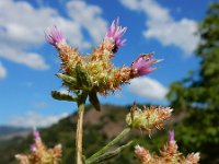 Centaurea virgata ssp squarossa 5, Saxifraga-Ed Stikvoort