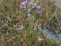 Centaurea virgata ssp squarossa 7, Saxifraga-Ed Stikvoort