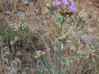 Centaurea virgata ssp squarossa 8, Saxifraga-Ed Stikvoort