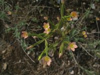 Centaurium bianoris 2, Saxifraga-Rutger Barendse