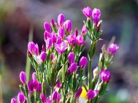 Centaurium littorale 29, Strandduizendguldenkruid, Saxifraga-Bart Vastenhouw