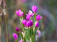 Centaurium littorale 30, Strandduizendguldenkruid, Saxifraga-Bart Vastenhouw