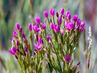 Centaurium littorale 31, Strandduizendguldenkruid, Saxifraga-Bart Vastenhouw