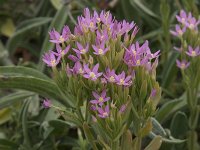 Centaurium littorale 32, Strandduizendguldenkruid, Saxifraga-Willem van Kruijsbergen