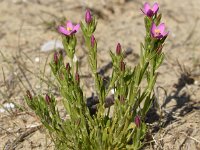 Centaurium littorale 33, Strandduizendguldenkruid, Saxifraga-Sonja Bouwman