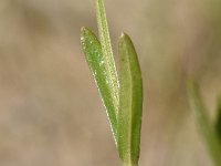 Centaurium littorale 36, Strandduizendguldenkruid, Saxifraga-Sonja Bouwman