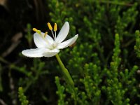 Centaurium scilloides 2, Saxifraga-Ed Stikvoort