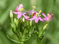 Centaurium tenuiflorum 3, Saxifraga-Sonja Bouwman  Z7. Slender centaury - Centaurium tenuiflorum - Gentianaceae familie