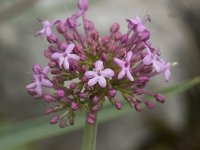 Centranthus ruber 27, Rode spoorbloem, Saxifraga-Willem van Kruijsbergen