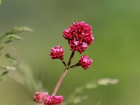Centranthus ruber 29, Rode spoorbloem, Saxifraga-Bart Vastenhouw