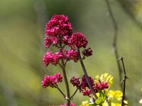 Centranthus ruber 30, Rode spoorbloem, Saxifraga-Bart Vastenhouw