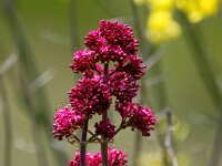 Centranthus ruber 31, Rode spoorbloem, Saxifraga-Bart Vastenhouw