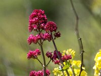 Centranthus ruber 33, Rode spoorbloem, Saxifraga-Bart Vastenhouw