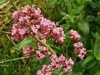 Centranthus ruber 35, Rode spoorbloem, Saxifraga-Hans Grotenhuis