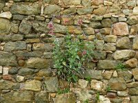 Centranthus ruber 36, Rode spoorbloem, Saxifraga-Hans Grotenhuis