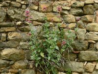 Centranthus ruber 37, Rode spoorbloem, Saxifraga-Hans Grotenhuis