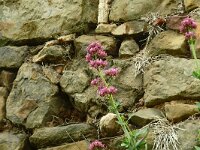 Centranthus ruber 38, Rode spoorbloem, Saxifraga-Hans Grotenhuis
