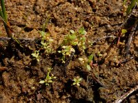 Centunculus minimus 19, Dwergbloem, Saxifraga-Ed Stikvoort