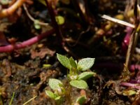 Centunculus minimus 20, Dwergbloem, Saxifraga-Ed Stikvoort