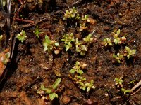 Centunculus minimus 21, Dwergbloem, Saxifraga-Ed Stikvoort