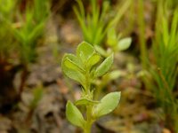 Centunculus minimus 22, Dwergbloem, Saxifraga-Ed Stikvoort