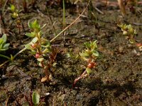 Centunculus minimus 23, Dwergbloem, Saxifraga-Ed Stikvoort