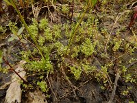 Centunculus minimus 24, Dwergbloem, Saxifraga-Ed Stikvoort