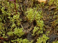 Centunculus minimus 25, Dwergbloem, Saxifraga-Ed Stikvoort