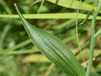 Cephalanthera damasonium 33, Bleek bosvogeltje, Saxifraga-Sonja Bouwman  939. Bleek bosvogeltje - Cephalanthera damasonium - Orchidaceae familie (i)