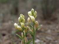 Cephalanthera damasonium 36, Bleek bosvogeltje, Saxifraga-Jan van der Straaten