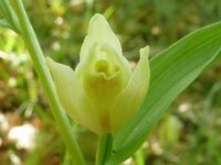 Cephalanthera damasonium 38, Bleek bosvogeltje, Saxifraga-Hans Grotenhuis