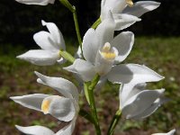 Cephalanthera longifolia 57, Wit bosvogeltje, Saxifraga-Ed Stikvoort