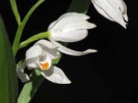 Cephalanthera longifolia 59, Wit bosvogeltje, Saxifraga-Mark Zekhuis