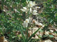 Cephalanthera longifolia 64, Wit bosvogeltje, Saxifraga-Jan van der Straaten