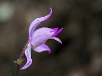 Cephalanthera rubra 36, Rood bosvogeltje, Saxifraga-Mark Zekhuis