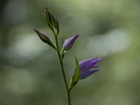 Cephalanthera rubra 37, Rood bosvogeltje, Saxifraga-Luuk Vermeer