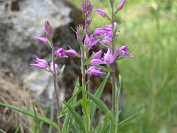 Cephalanthera rubra 39. Rood bosvogeltje, Saxifraga-Luuk Vermeer  Cephalanthera rubra