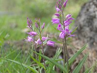 Cephalanthera rubra 41. Rood bosvogeltje, Saxifraga-Luuk Vermeer