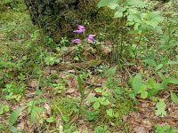 Cephalanthera rubra 49, Rood bosvogeltje, Saxifraga-Hans Grotenhuis