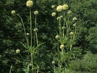 Cephalaria alpina 2, Saxifraga-Jan van der Straaten