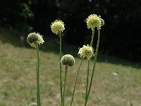 Cephalaria alpina 4, Saxifraga-Jan van der Straaten