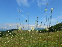 Cephalaria gigantea 11, Saxifraga-Ed Stikvoort