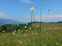 Cephalaria gigantea 16, Saxifraga-Ed Stikvoort