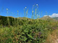 Cephalaria gigantea 17, Saxifraga-Ed Stikvoort