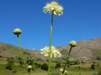 Cephalaria gigantea 19, Saxifraga-Ed Stikvoort