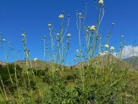 Cephalaria gigantea 8, Saxifraga-Ed Stikvoort