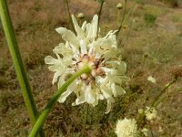 Cephalaria gigantea 9, Saxifraga-Ed Stikvoort